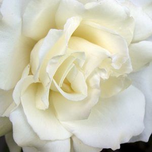 Meet your Posher, Krissy